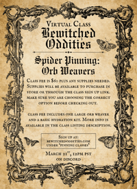 Image 1 of (Virtual Class) Spider Pinning: Orb Weavers
