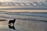 Image 4 of In Memory of Iggy. 