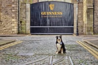 Image 5 of In Memory of Iggy. 