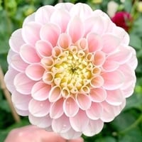 Wizard of Oz Grower 10 Pak