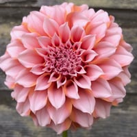 Peaches n Cream Grower 10 Pak