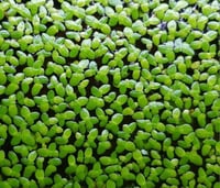 Duckweed
