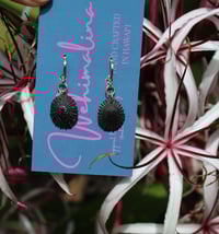 Gold filled ʻOpihi hoop earrings  