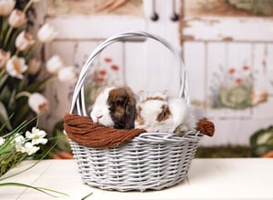 Image of Easter Bunny Photos- SATURDAY March 21, 2026