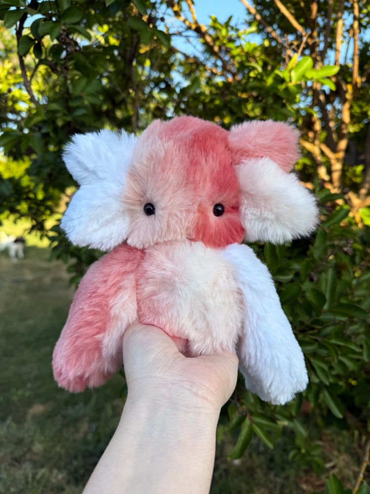 Image of peachy dweller