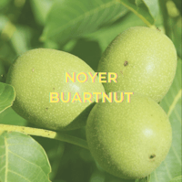 Noyer hybride Buartnut