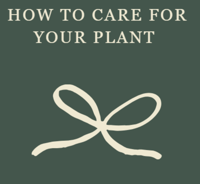How to care for your Fittonia