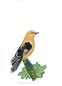 Day 16: Golden Oriole