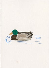 Day 27: Mallard gliding