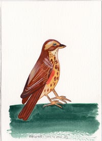 Day 8: Redwing (Turn to page 37)
