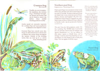 Image 3 of Amphibian Appreciation Zine (Second Edition)