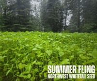 Image 1 of SUMMER FLING