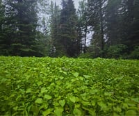 Image 3 of SUMMER FLING