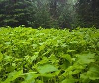 Image 4 of SUMMER FLING