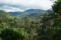 Image 4 of Neptali Bermeo Geisha - Pérou BIO | FILTRE