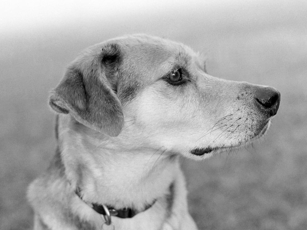 Bolle "The Ultimate Friend"