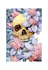 Purple Gaze / Limited