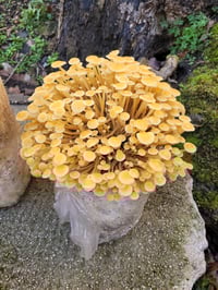 Image 2 of Golden Enoki grow at home kit fruiting block