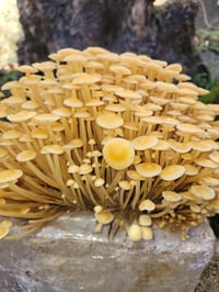 Image 3 of Golden Enoki grow at home kit fruiting block