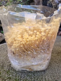 Image 4 of Golden Enoki grow at home kit fruiting block