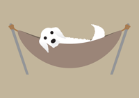 Image 12 of Golden Retriever Collection