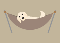 Image 10 of Golden Retriever Collection