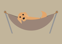 Image 11 of Golden Retriever Collection