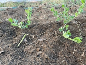 Image of Kings Ransom Sweet Pea SEED