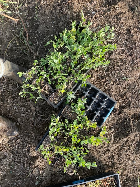 Image of Kings Ransom Sweet Pea SEED