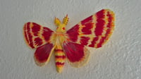 Image 2 of Schinia volupia paper mache moth