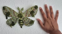 Image 3 of Mossy paper mache moth