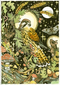 Image 1 of coloured Kestrel (pocaire gaoithe)