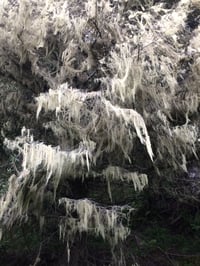 Image 3 of Jupiter Anointing Oil  (White Grapefruit, Oakmoss, Clove)