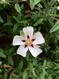 Image 5 of Jupiter Anointing Oil  (White Grapefruit, Oakmoss, Clove)