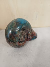 Image 4 of Nautilus bleu cuivré