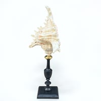 Image 4 of Coquillage Murex sur socle en bois tourné noirci fin XIXe -  Cabinet de curiosités 