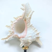 Image 3 of Coquillage Murex sur socle en bois tourné noirci fin XIXe -  Cabinet de curiosités 