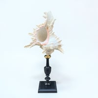 Image 1 of Coquillage Murex sur socle en bois tourné noirci fin XIXe -  Cabinet de curiosités 