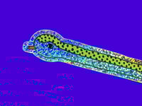 Image 1 of STICKER Stocki Schleckmeier