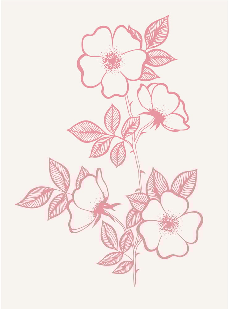 Image of Rosa Pimpinellifoila