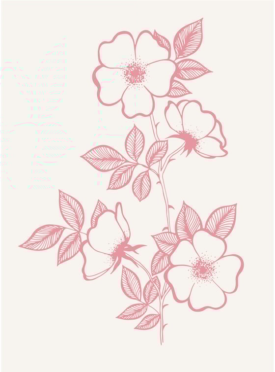 Image of Rosa Pimpinellifoila