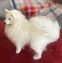 Image 1 of 6” American Eskimo