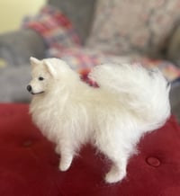 Image 2 of 6” American Eskimo