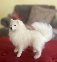 Image 3 of 6” American Eskimo