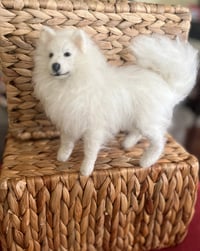 Image 4 of 6” American Eskimo