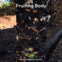 Image 2 of Orange Mold (Neurospora Crassa) Live Mycelium Mushroom Culture Spawn Seed