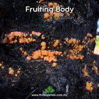 Image 3 of Orange Mold (Neurospora Crassa) Live Mycelium Mushroom Culture Spawn Seed