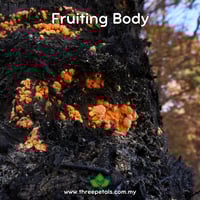 Image 4 of Orange Mold (Neurospora Crassa) Live Mycelium Mushroom Culture Spawn Seed