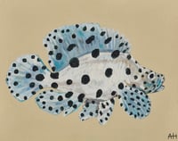 Image 1 of Baby Barra Cod Fine Art Print