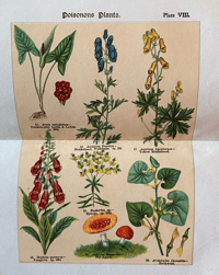 Image 5 of How to study wild flowers by George Henslow